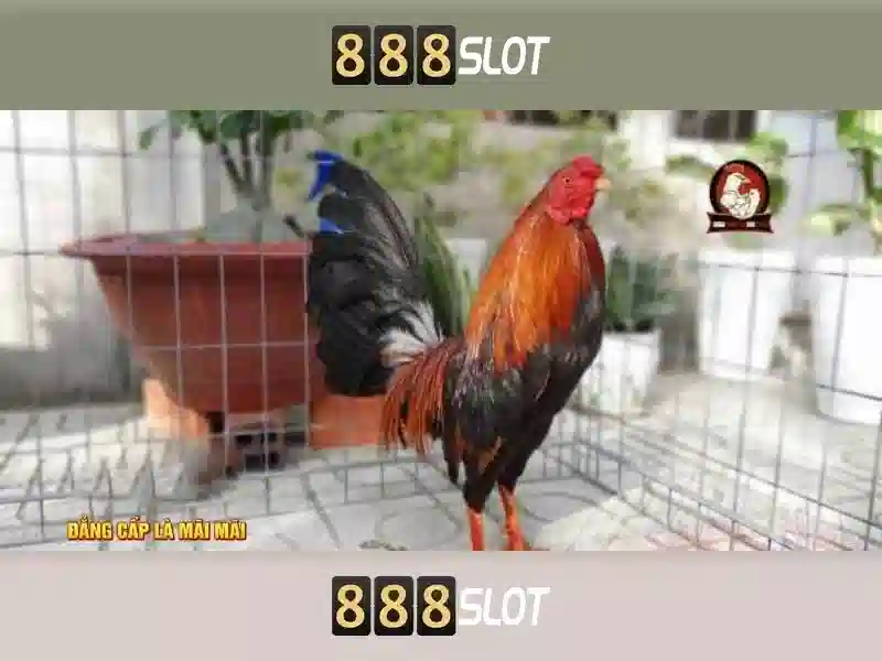 888slot web - 888slot